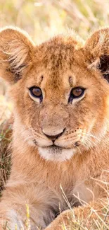 Adorable lion cub resting in the grass, perfect for mobile wallpaper.