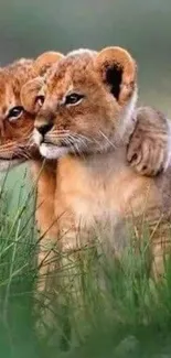 Two adorable lion cubs embrace in lush green grass.