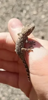 A small lizard resting peacefully on a person's hand.