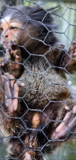 Marmoset monkey climbing a wire fence in close-up view.