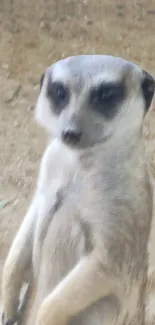 Curious meerkat standing on sandy ground.