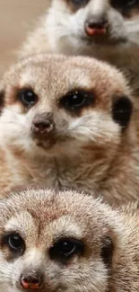 Three adorable meerkats looking inquisitive and curious.