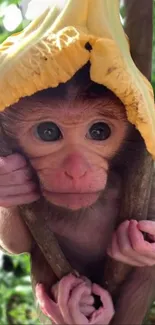 Adorable monkey wearing a banana hat on a branch, lush green backdrop.