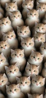 Wallpaper of numerous cute orange kittens creating a seamless pattern.