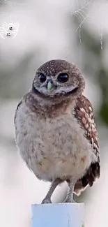 Cute owl perched on a post with a soft blurred background.