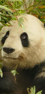 Cute panda surrounded by green bamboo leaves.