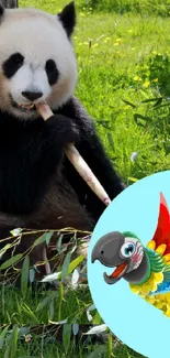 Panda eating bamboo with a colorful parrot nearby on green grass.