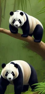 Two adorable pandas in lush bamboo forest wallpaper.