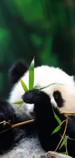 Adorable panda eating bamboo in a lush green forest setting.