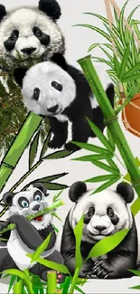 Cute panda and bamboo mobile wallpaper.