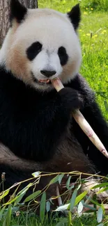 A cute panda chewing bamboo in a green forest setting.