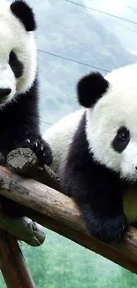 Two adorable pandas resting on timber in a lush green forest.