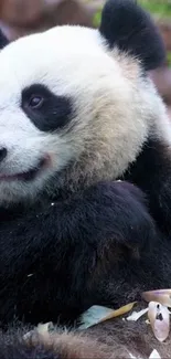 Adorable panda eating bamboo in nature.