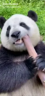 Adorable panda munching on bamboo in a lush green setting.