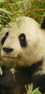 Adorable panda eating bamboo surrounded by lush green leaves.