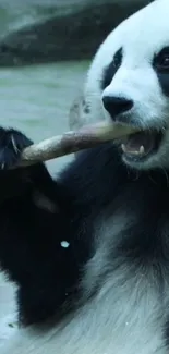 Panda eating bamboo close-up, serene wildlife scene.