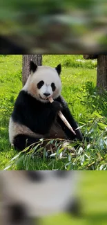 Cute panda eating bamboo with lush green background.