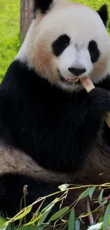 Panda enjoying bamboo in lush greenery.