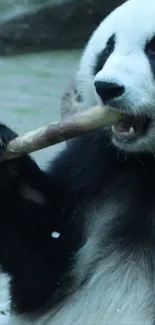 Panda eating bamboo in a serene setting.