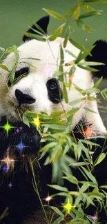 Adorable panda eating bamboo surrounded by lush green foliage.