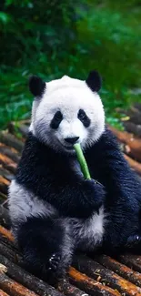 Cute panda eating bamboo with green background.