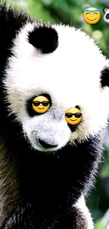 Playful panda with sunglasses emojis in a nature scene.