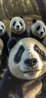 A cute group of pandas posing playfully in a forest setting.