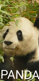 Cute panda surrounded by lush bamboo foliage.