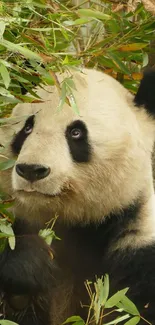 Cute panda surrounded by bamboo leaves.