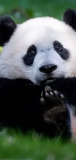 Cute panda sitting in lush green grass, perfect for mobile wallpaper.