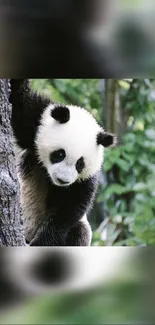 Panda climbing a tree against a green forest backdrop.