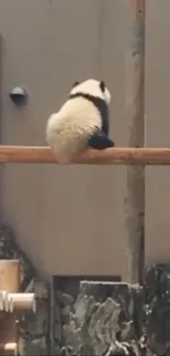 Cute panda sitting on a wooden beam in nature.