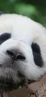 Adorable panda resting peacefully on a branch.