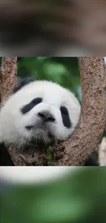 Adorable panda resting peacefully on a tree branch with lush green background.