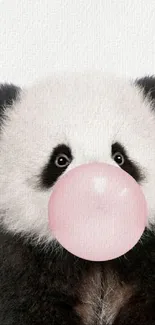 Cute panda blowing pink bubblegum on white background.