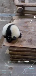 Adorable panda with a futuristic digital overlay on a wooden platform.