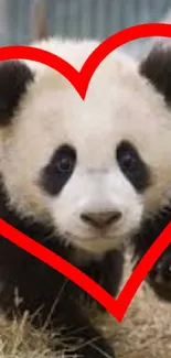 A cute panda with a red heart outline on a grassy field.