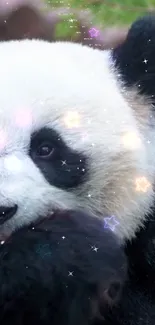 Adorable panda with glowing stars around its face in a serene natural setting.