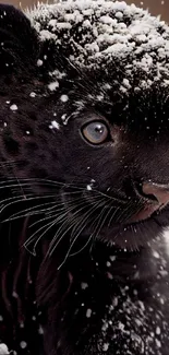 Playful black panther cub in snow with captivating eyes.