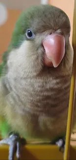 Cute parrot portrait with vibrant feathers.