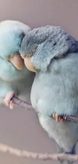 Two blue parrots cuddling on a branch, creating a serene and cute vibe.