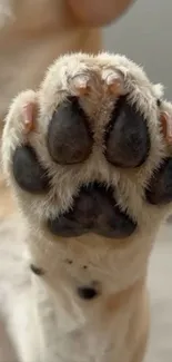 Closeup of a dog's cute paw print.