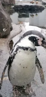 Penguin behind glass in a zoo setting.