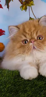 Fluffy Persian cat lying on grass with autumn leaves and sky in background.