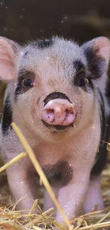 Adorable piglet stands in straw, creating a cute farm-themed mobile wallpaper.