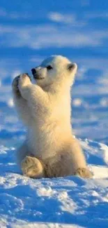 Cute polar bear cub sits serenely on snow, perfectly capturing nature's charm.