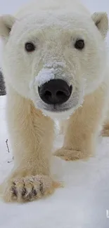 Close-up of a polar bear stepping on snow.