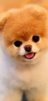 Fluffy Pomeranian puppy standing on a carpet.