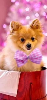 Cute Pomeranian with purple bow in a red box, festive pink background.