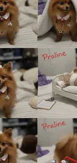 Cute Pomeranian dressed as a nurse in a fun setting.